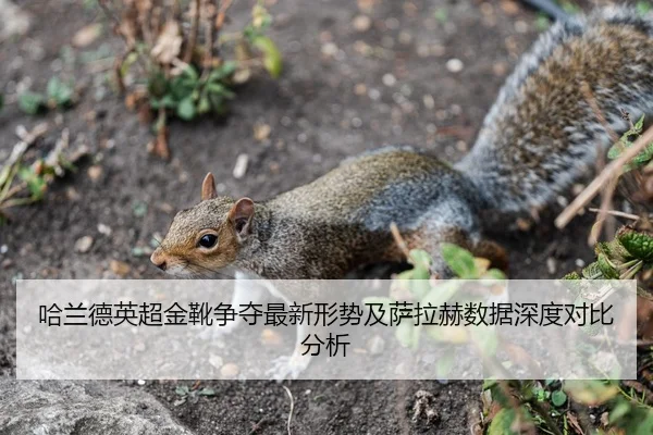 哈兰德英超金靴争夺最新形势及萨拉赫数据深度对比分析